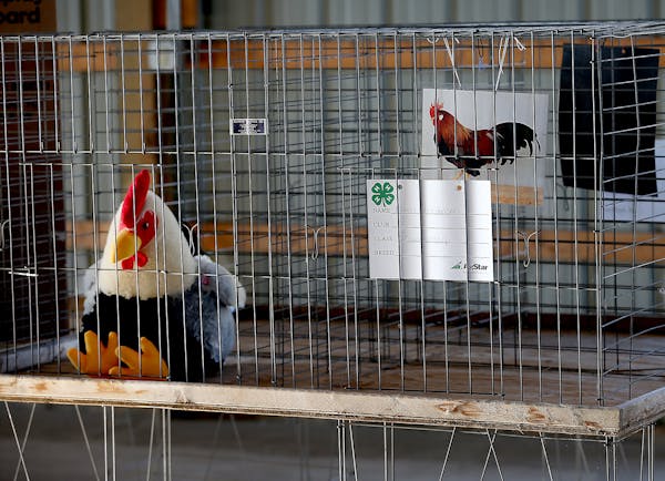 Toys and photos of chickens replaced real birds at the Isanti County Fair in July.