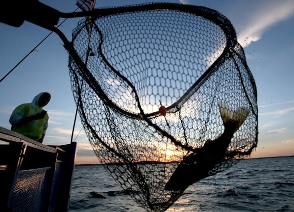 During an evening excursion at sunset on Lake Mille Lacs this week, walleye are netted by anglers from the Twin Pines Resort boat.
