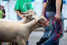 At times there were minor sheep jams on Judson during the first day of the Minnesota State Fair Thursday, Aug. 21, 2014 in Falcon Heights, MN. Here, s