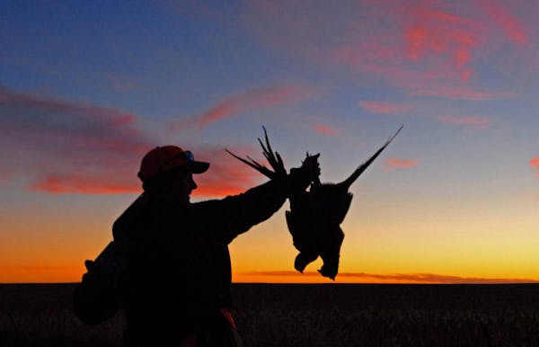 North Dakota pheasants are up 30 percent