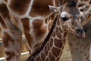 This yet-to-be-named female giraffe is the sixth calf born to Clover, and the 19th giraffe born at the Como Park Zoo since the early 1990s,