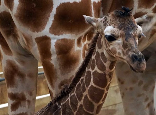 This female giraffe is the sixth calf born to Clover, and the 19th giraffe born at the Como Park Zoo since the early 1990s,