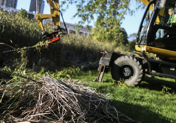 Workers from Applied Ecological Services cut down non-native, invasive cattails in Minneapolis' Loring Park last fall.