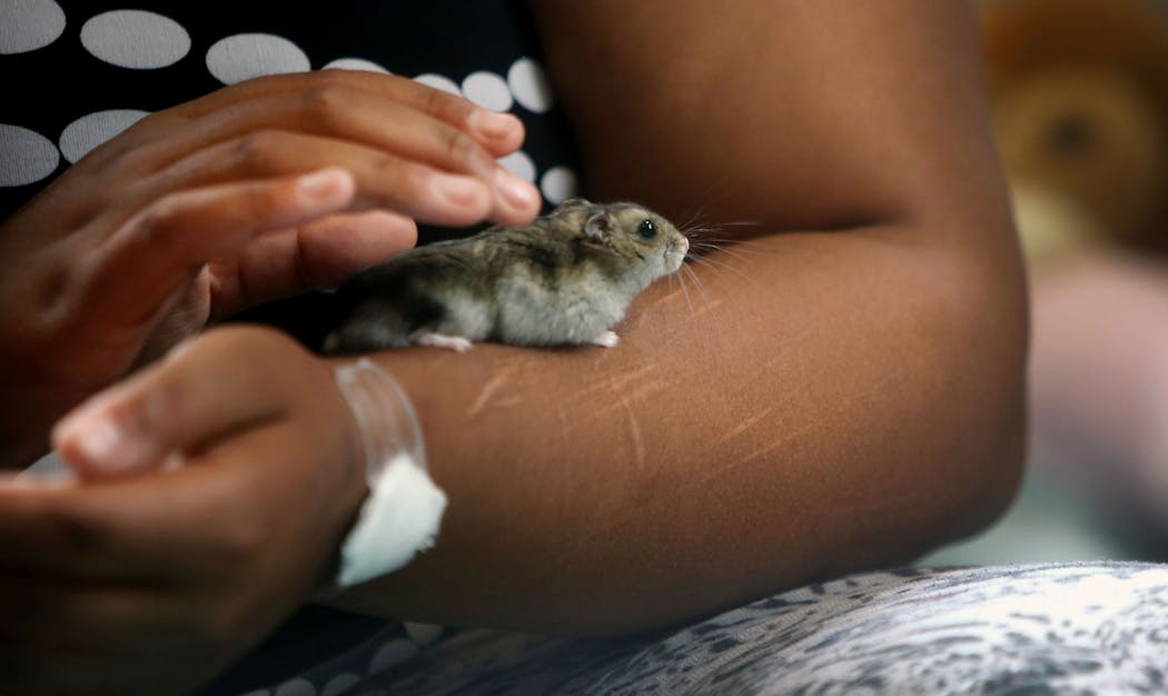 Ashley Daly's pet hamster, Muffin, comforts her. She bears the scars of many attempts to harm herself.
