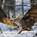 A pair of whitetail bucks battled in the woods near the Minnesota River in Fort Snelling State Park.