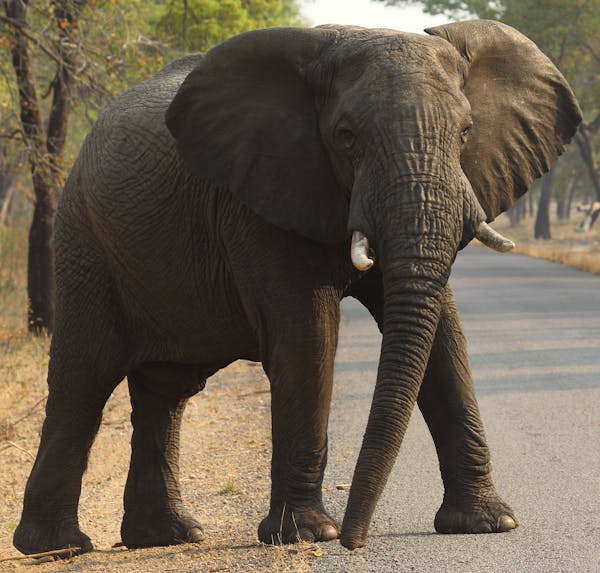 FLIE- In this photo taken on Thursday, Oct. 1, 2015, an elephant crosses the road in Hwange National Park, about 700 kilometers south west of Harare, 