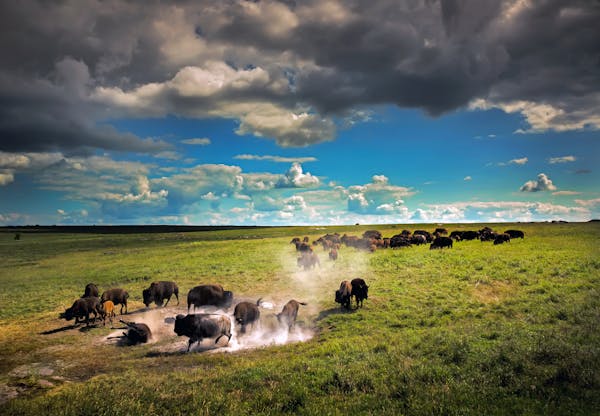 The bison at Blue Mounds State Park wallow in a dust bowl to keep cool and rid themselves of pesky bugs during the hot summer months, one of the image