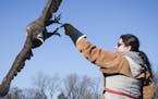 Volunteer Alisha Walden grabbed a five-month-old bald eagle male on a rope as she trained this eagle learn to fly again before they release it into th