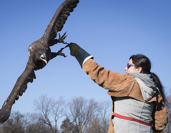 Raptor Center prepares injured eagles for flight