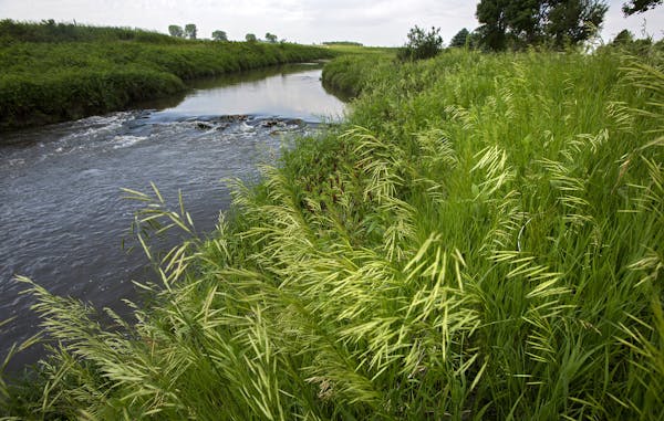 A buffer strip of grass and trees along the Rock River west of Edgerton, Minn. Gov. Mark Dayton, battling House Republicans, retreated from a controve