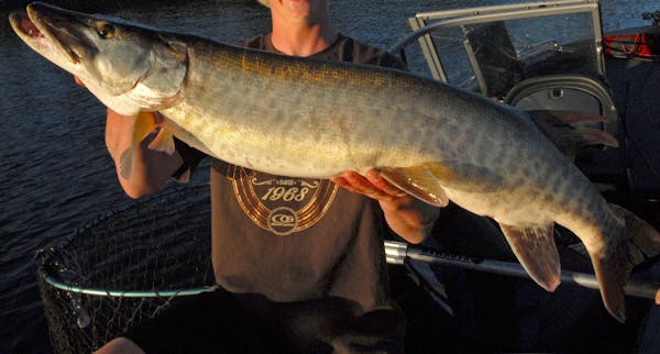 Big, bigger and biggest are sizes of muskies Lake of the Woods anglers can expect to see ‚Äî assuming such a fish is hooked. Last week's cold fron
