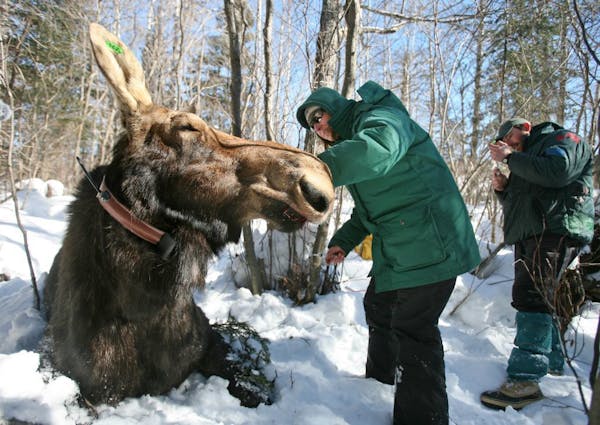 Minnesota Zoo veterinarian Tiffany Wolf, left, and research biologist Mark Keech work with an 800-pound cow moose, fitting her with a radio collar and