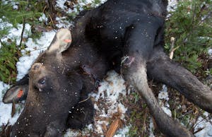 Follow DNR researchers as they retrieve a 900-pound moose carcass near Tower, Minn.