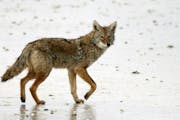 As in many places across the country, coyotes are not protected in Minnesota; with some restrictions, they can be hunted without a license.