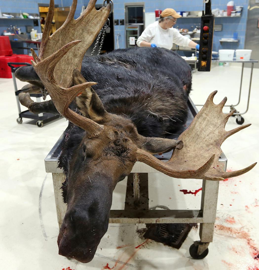 Margaret Dexter, DNR wildlife specialist, examined a large bull moose that died of infection.
