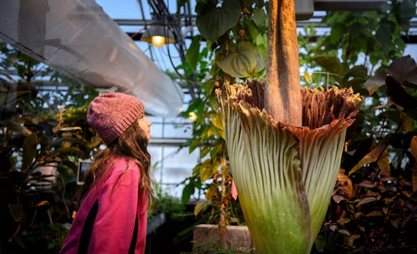 Rose McNary, 8, leaned in to smell the corpse flower. Afterward she said "it smelled like dead fish but not as bad as a three day old porkchop, I thou