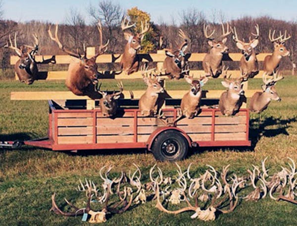 A look at some of the deer mounts seized in October 2014 in the poaching case involving Joshua Dwight Liebl of Dawson, Minn.