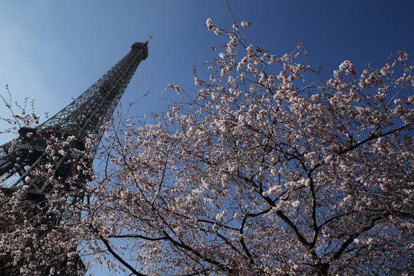 The Eiffel Tower is seen next to a flowering tree in Paris.