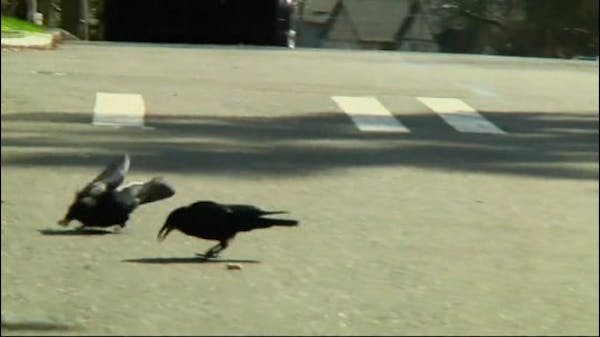 Crows use their big brains to learn about death