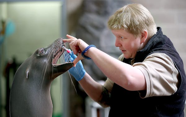 Como Zookeeper Kelley Dinsmore brushed "Subee's" teeth during a training session, at the zoo in March. The bonding bill includes $15 million to upgrad