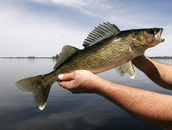 Walleye bag limits will be tighter on Upper Red Lake this season.