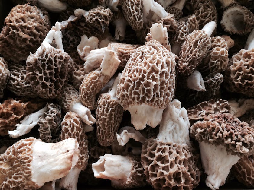 Conflict sprouting over wild mushroom hunting in Minnesota - Star Tribune