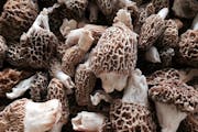 Morel mushrooms are a prize for Minnesota’s early-season foragers.
