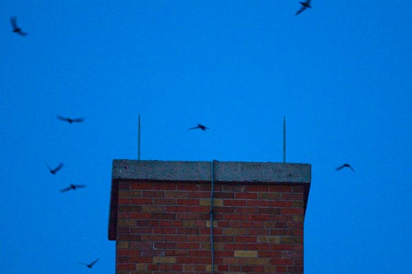 Chimney swifts flew into the chimney of St. Paul middle school.