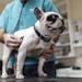 A purebred dog examined with a stethoscope at a veterinarian's office. Veterinarians have the third-highest risk of suicide as a cause of death when c