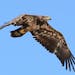A young bald eagle must be on the alert for danger and for prey before earning its distinctive white head and tail feathers.