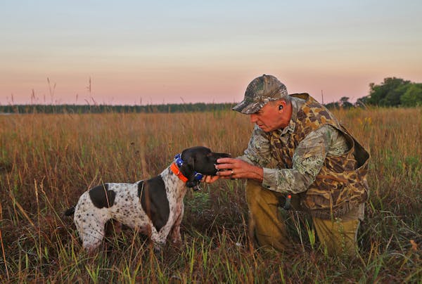 Rolf Moen of Brainerd received a dove from his German shorthaired pointer, Sally, on the first day of the state’s mourning dove season.