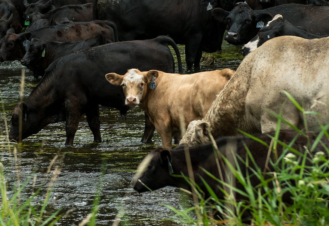 Dan Jenniges rotates his cattle, which helps water quality and is profitable.