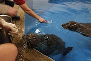 The approval of funding will keep the zoo running through the end of the year, after a flood in 2012 damaged it and a seal was washed onto city street