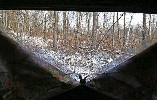 The view from a ground blind: A hunter can’t see far, but the mobility of a ground blind allows placement in strategic places. Safety is important: 