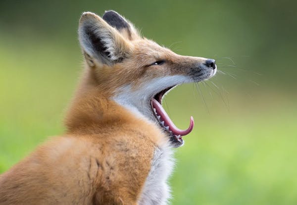 “Time for a Nap” Benjamin Olson’s photo of a yawning fox won in the wildlife category of the Windland Smith Rice International Awards Competitio