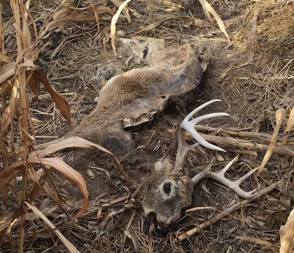 One of more than 2,000 South Dakota deer to have died this year from epizootic hemorrhagic disease, an outbreak that has devastated the animals in par