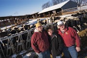 Tyler Otte and his parents Chicky and Blake won “Minnesota Farm of the Year” for their Square Deal Dairy Farm in Dakota County. The farm was selec