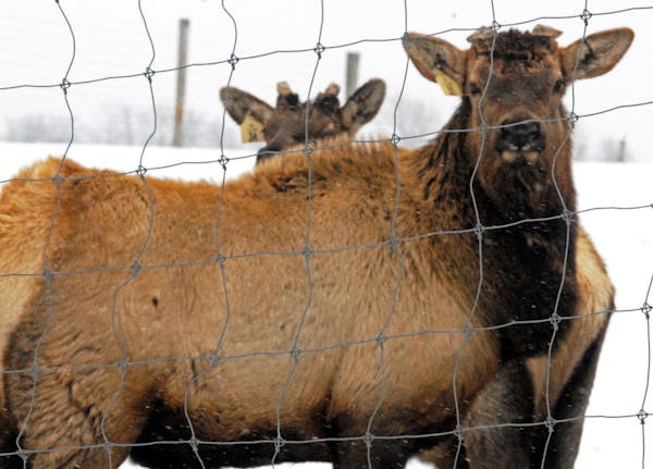 Cervidae farms are common around Lanesboro and catch some blame for the discovery of CWD.
