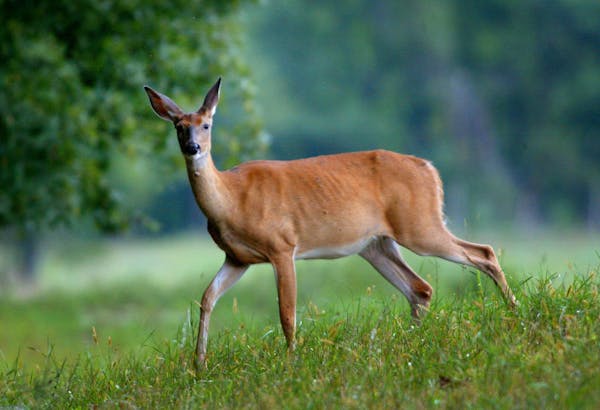A third deer infected with chronic wasting disease (CWD) has been discovered in southeastern Minnesota, but the discovery was made within a known infe