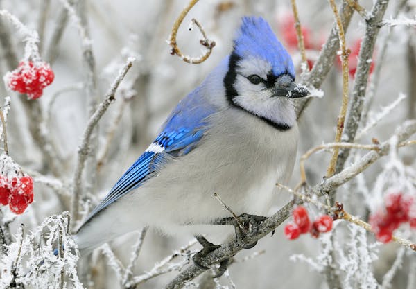 blue Christmas: Resting to conserve energy on a cold winter’s day, this blue jay was the picture of winter-holiday wildlife on view across the state