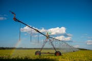 A pivot irrigation system sprayed water onto a soybean crop just south of Park Rapids in Straight River Township in mid August.