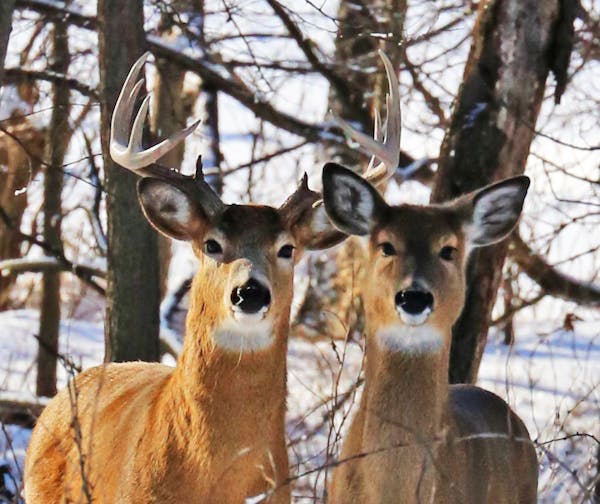 These white-tailed deer in southeast MInnesota appear to be doing well. But six deer have been found with chronic wasting disease (CWD).