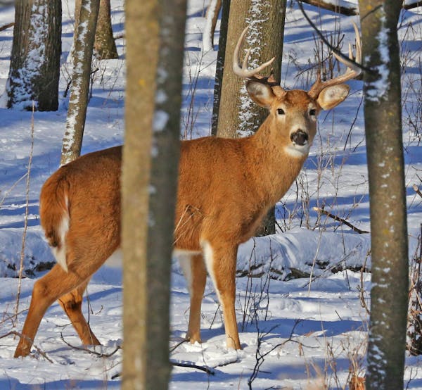 Prized whitetail bucks, like this one spotted last week in southeast Minnesota, could become more rare if the DNR orders a significant kill to combat 