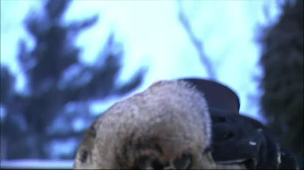 Punxsutawney Phil groundhog predicts more winter