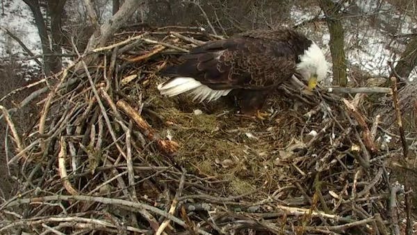 A screen grab Tuesday morning from the state's EagleCam. The eagles will incubate their eggs for 35 days.