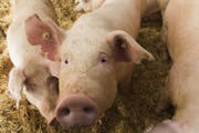 Scientists at the University of Minnesota are conducting research in response to consumer concerns about how farmers are raising swine. One study conc