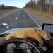 Percy takes a cat nap on the dash of his owner's semi truck.