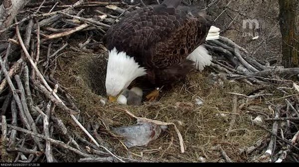 Mn DNR Eagle cam shows first chick