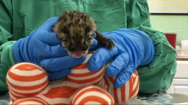 Nashville Zoo welcomes rare baby clouded leopard