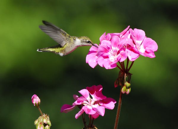 Ruby-throated hummingbirds, including colorful males, will be heading our way soon. They love to “sip” from flowers and nectar feeders.